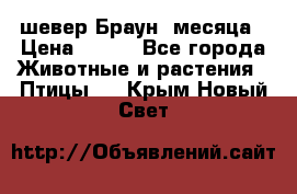 шевер Браун 2месяца › Цена ­ 200 - Все города Животные и растения » Птицы   . Крым,Новый Свет